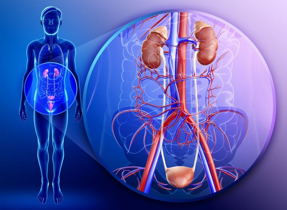 Sistema genito-urinarioko organoen hanturarekin, jengibrearekin tratamendua debekatuta dago. 